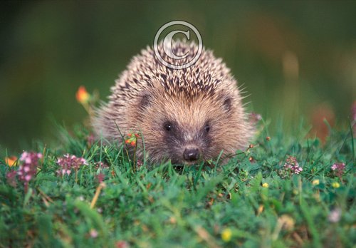 Hedgehog DM0586